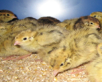 Wachteln   001  (mittlere Aufl�sung)